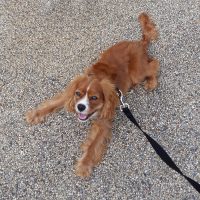 Dog Walking With a Lovely Cavalier