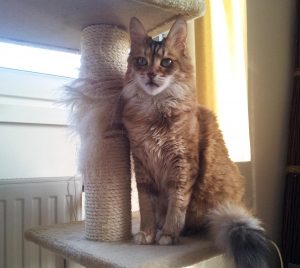 Cat Sitting Pimlico