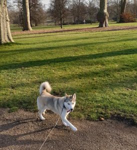 Dog Walking in the Hyde Park