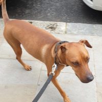 Dog Walking in Kensington
