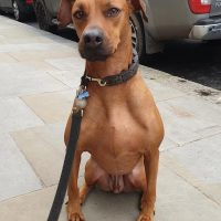 Dog Walking London