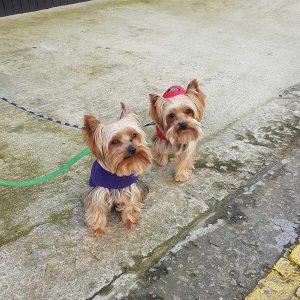 walking with Yorkies