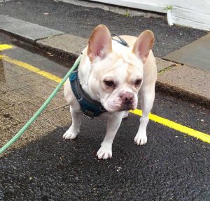 French Bulldog in Kensington