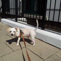 dog walking in Kensington