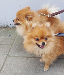 Pomeranian team in South Kensington