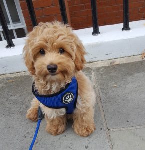 Dog Boarding in Chelsea