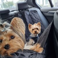 travelling with yorkies
