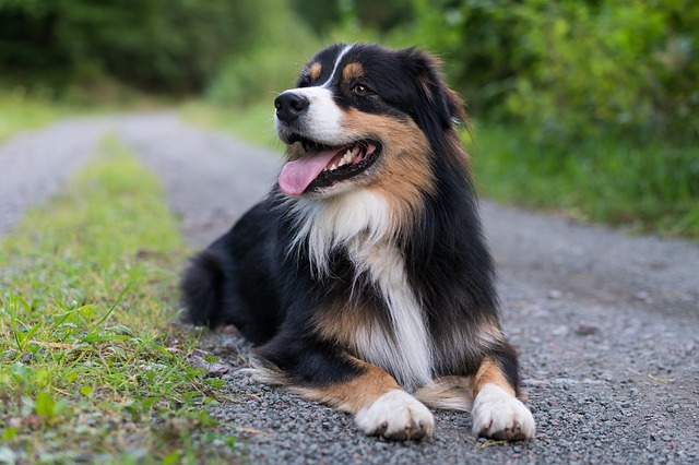 Australian Shepherd - Paws of London