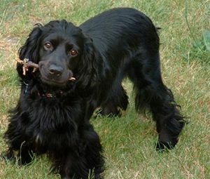 cocker spaniel